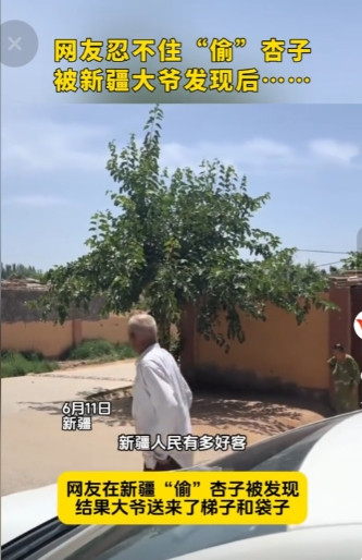“笑发财了！”一男子和好友去新疆游玩，看到路边的杏子就准备趁人不备“偷吃”几颗，