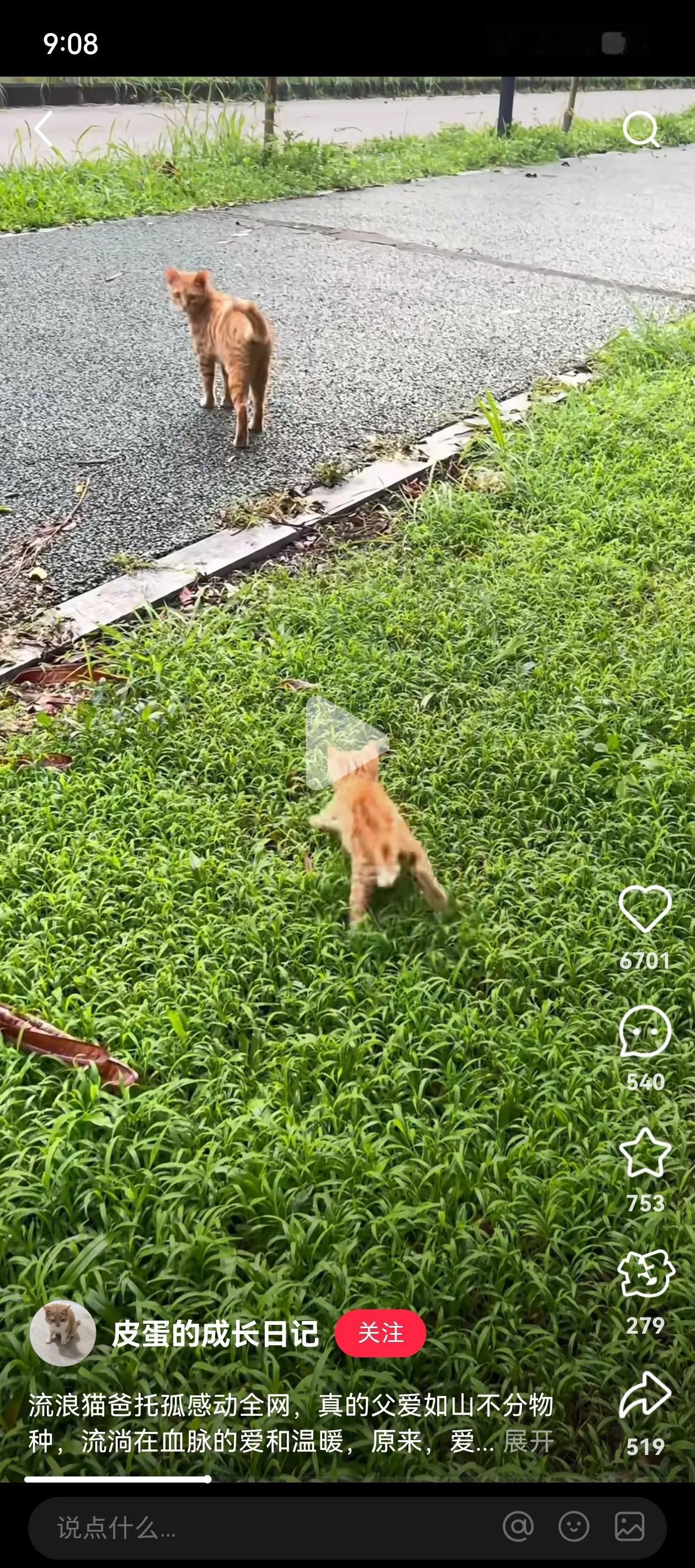 看到一只猫妈妈，和自己的孩子在路上玩耍。当猫妈妈看到有人经过时，也许凭着她的直觉