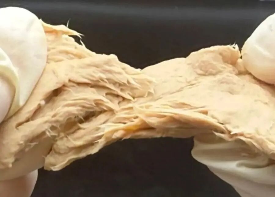 科学突破: 科研团队利用基因剪刀将霉菌打造成更高蛋白、更环保的“未来肉”