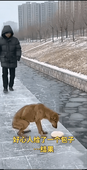 这脚真够欠的！狗狗好不容易扒拉到一个大包子，还没来得及下嘴，路过的大哥非得手贱脚