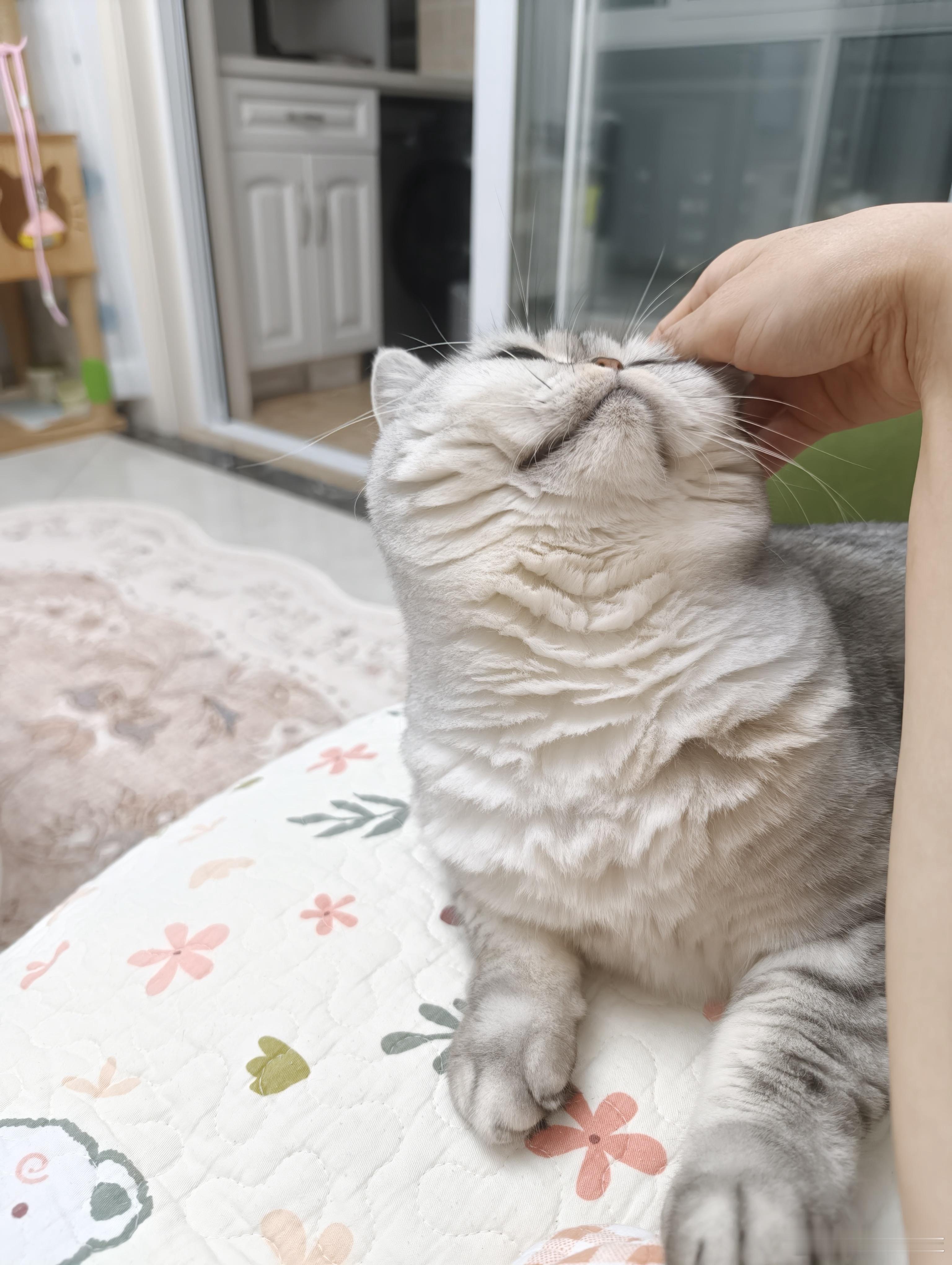 是谁家小猫咪这么舒服吖……​​​