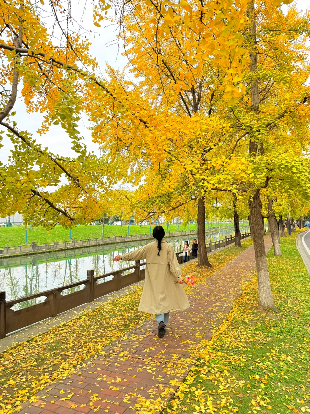 11.11实拍！！成都的银杏！进度已经90%啦……