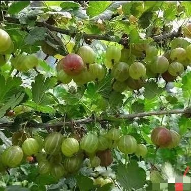 甘肃，一夫妻野外旅游，在行程过程中，突然，男子妻子不慎掉入山涧里，男子妻子不但没