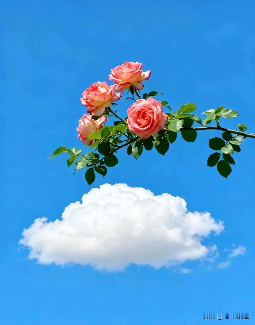 醍醐灌顶的一段话：“人生是一场骗局，买车买房根本不是什么首要任务，及时行乐也不是