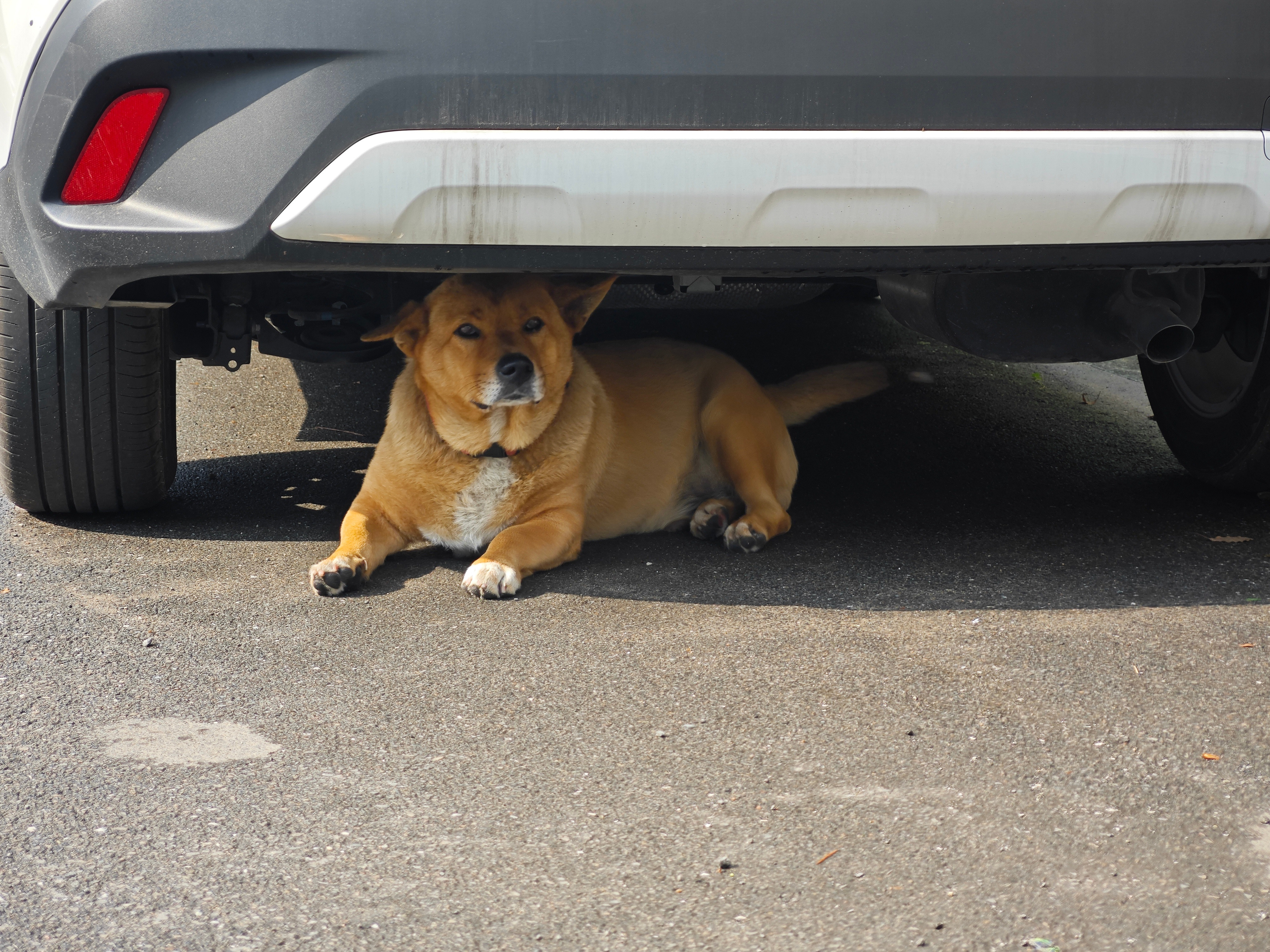 生活手记这天气热的遭不住，连小狗都躲在车底了🌞不过和它招招手，又跑出来围着人转
