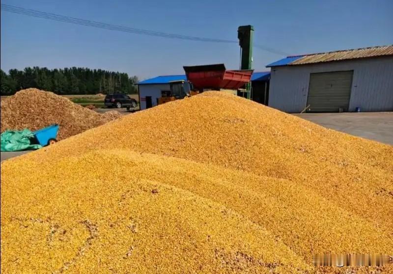 山东玉米再跌，东北玉米报价来了！新粮报价出炉，玉米行情要变天山东玉米再跌，东