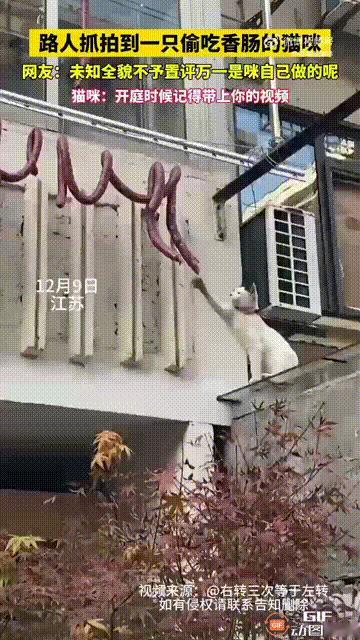 江苏一名男子回家途中，看见一只小猫正在偷吃别人晾晒的香肠，虽然香肠是悬空的，但是