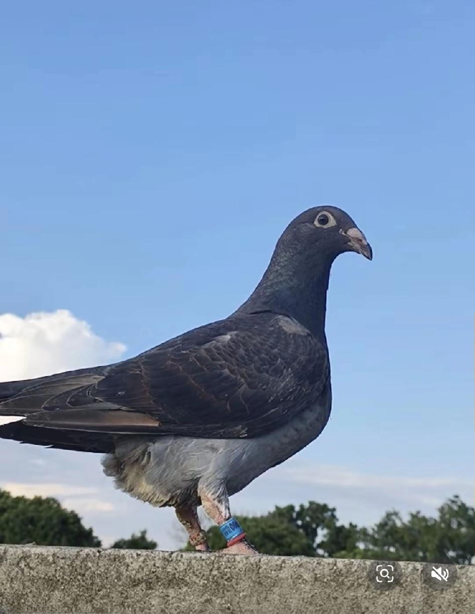 养鸽新手别再踩换羽期的大坑了！最近后台被问爆：大家都说换羽要避光，到底是老鸽友传