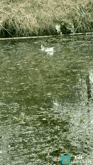 江苏猫咪游河赴主人之约，原来温柔的奔赴，从来都不分物种。太绝了！江苏一男子