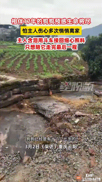 看哭了！重庆云阳一名女子家里养的小狗，已经17岁了，它陪伴了女子一家17年，早已