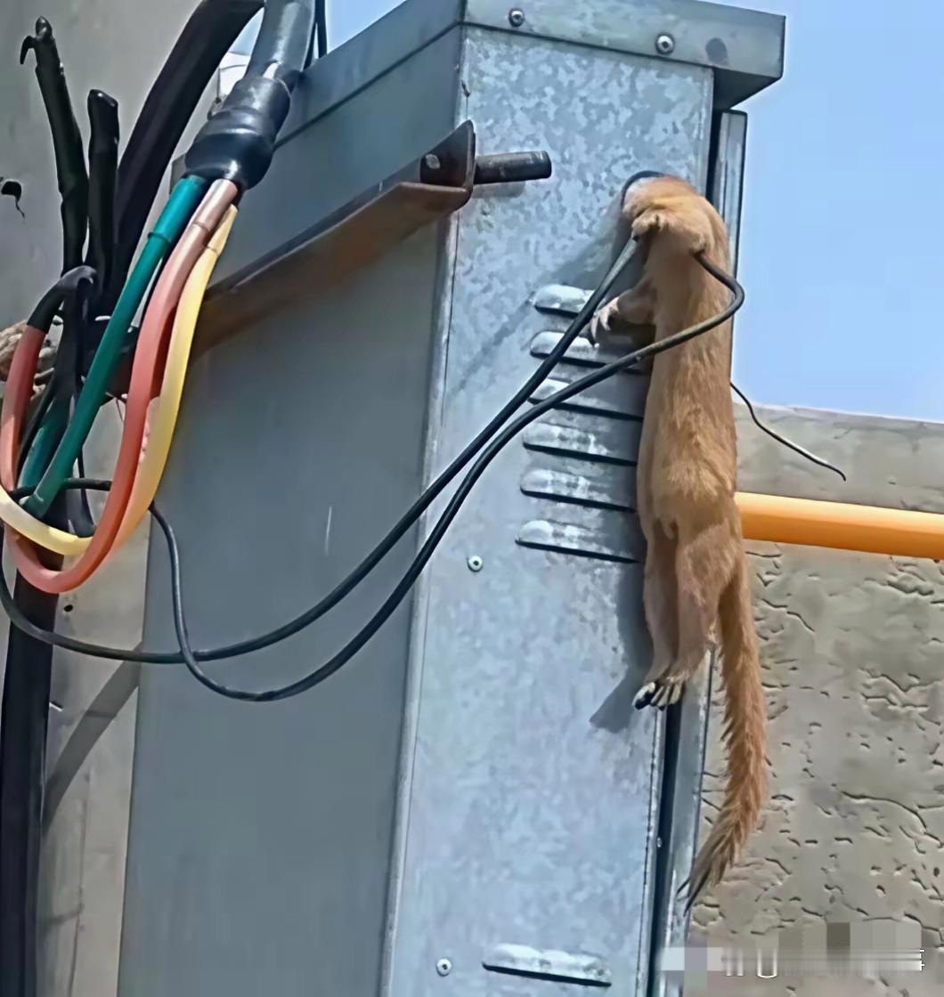 这么巧，突然停电了，一看是它搞的[呲牙笑]