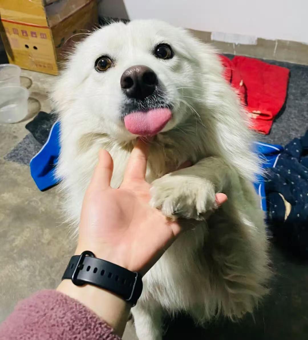 江苏连云港市东海县的一起恶性事件，近期在网络上引发了轩然大波。姜女士养在笼子里的