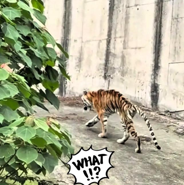 5月3日报道，四川内江有网友拍到当地动物园一只老虎身形消瘦状态不佳，相关画面流传