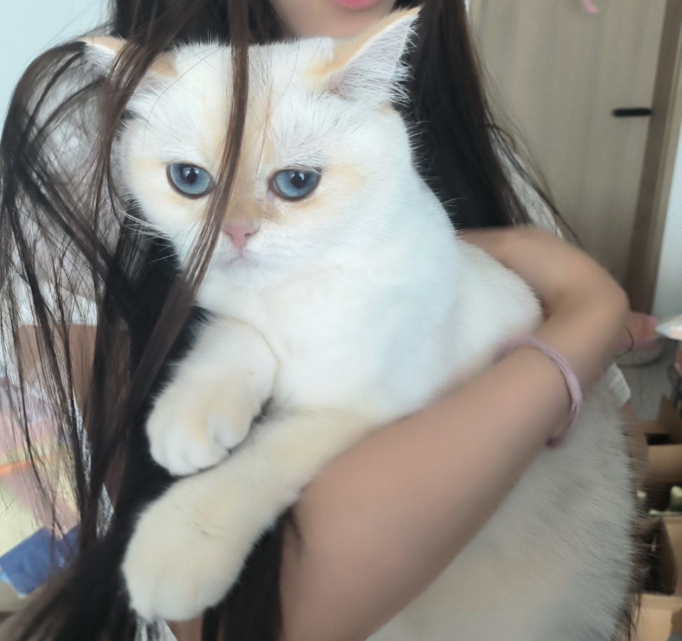 嘿嘿朋友的小猫咪。敲可爱，软软的，香香的，超温柔，你抱它，它只会嘤嘤嘤​​​