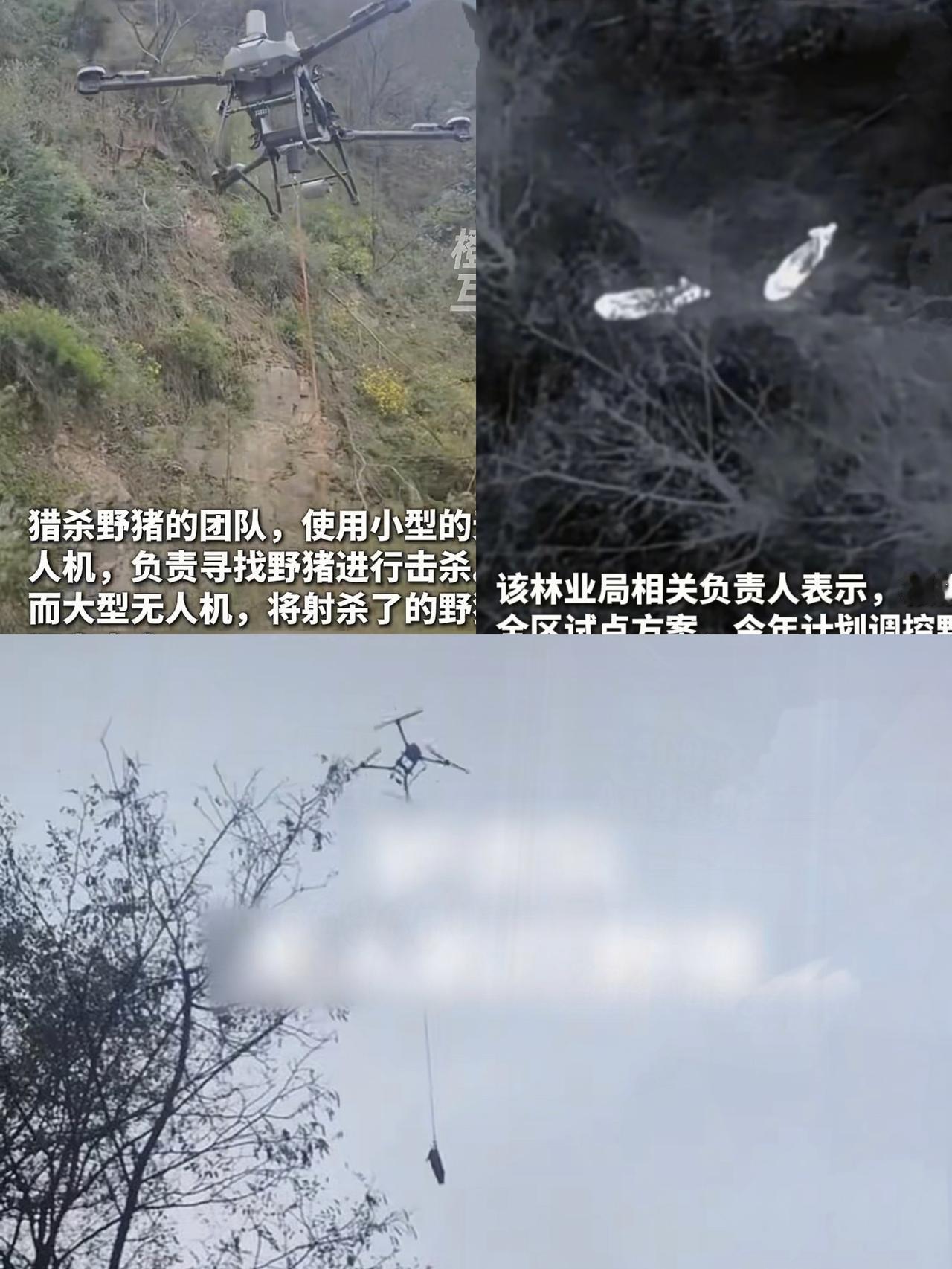 陕西某山区野猪泛滥,直接启用热成像无人机捕杀吊运野猪,一晚上要捕杀近20头,林