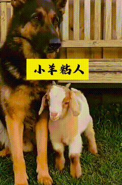 看完这段视频，心都被这只小羊羔给萌化了。这只小羊羔格外黏人，活脱脱一个小跟屁虫，