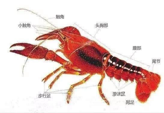 小龙虾脑子里的黄能吃吗?