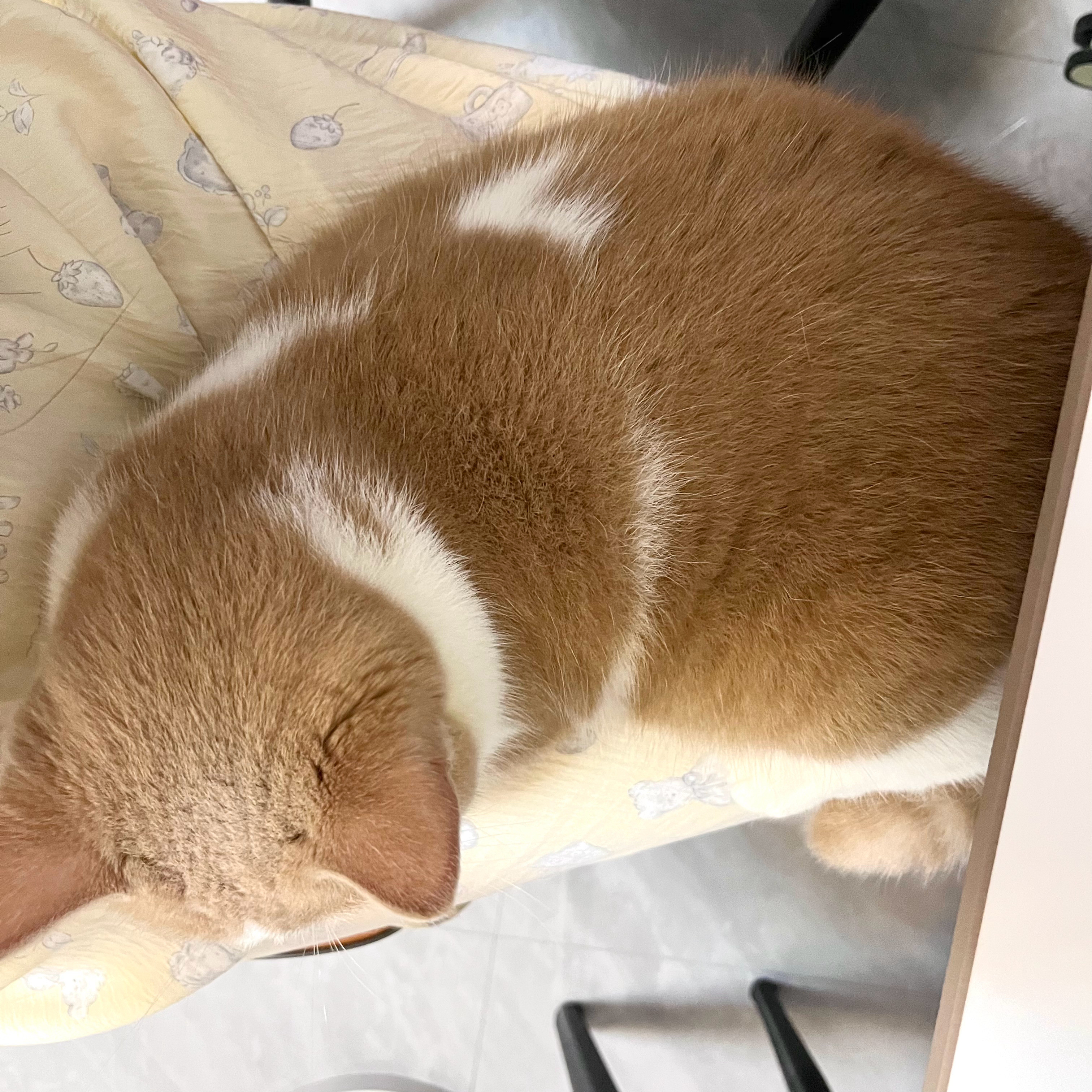 这臭猫在我怀里长大了