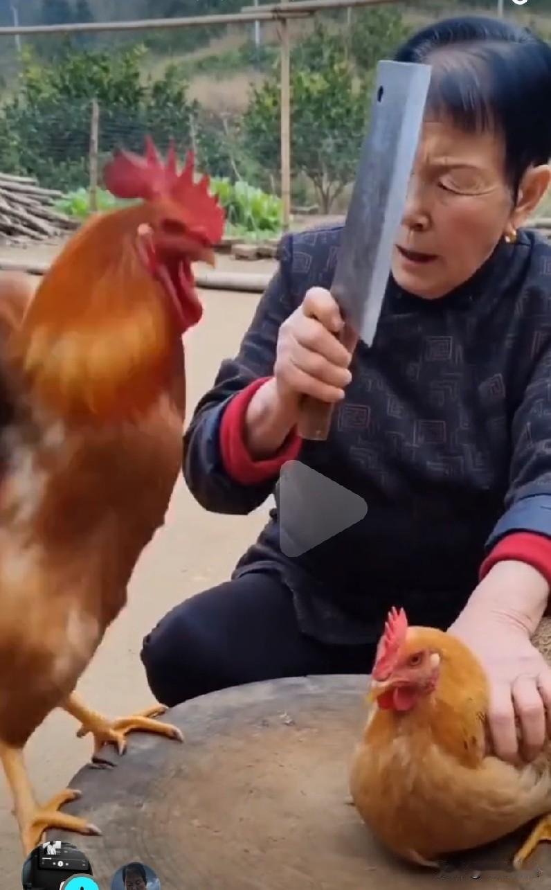 姥姥杀母鸡，被公鸡爪伤，阻拦姥姥，咕咕叫几声，防佛说是我老婆，姥姥感动放了母鸡。