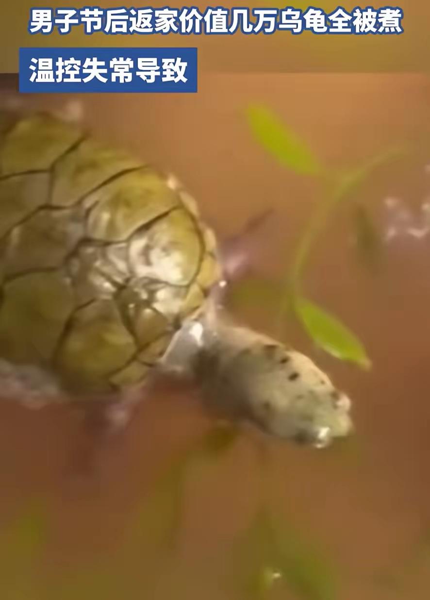 离家两天回家变“刑场”！浙江男子推门闻到炖肉香，鱼缸秒变火锅：13只爱龟全熟透