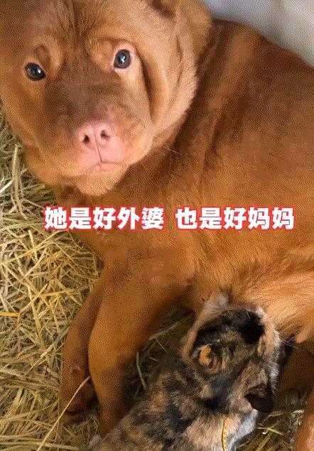 万物皆有灵性，一男子发视频分享，自己之前捡回来的一只流浪猫，因吃自家一只母狗的狗