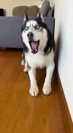 太吓狗了，这样做真的好吗？别说狗子，就是人也吓得菊花一紧啊！[捂脸哭][捂