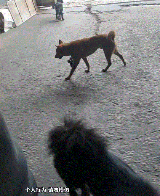 笑不活了，一男子家中养的几只狗子，经常去追路边车辆，期间男子也对狗子进行过多次教