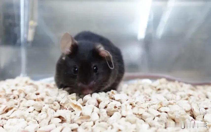 太空鼠天团出道！网友取名太有才了吧热心网友也太会玩了！四只太空实验鼠还没取名字