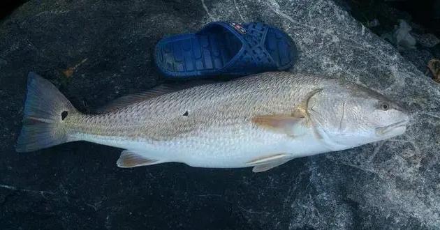 1991年，我国从美国引进了一种好吃又会叫的鱼，美国人几乎把它吃到绝迹。养殖