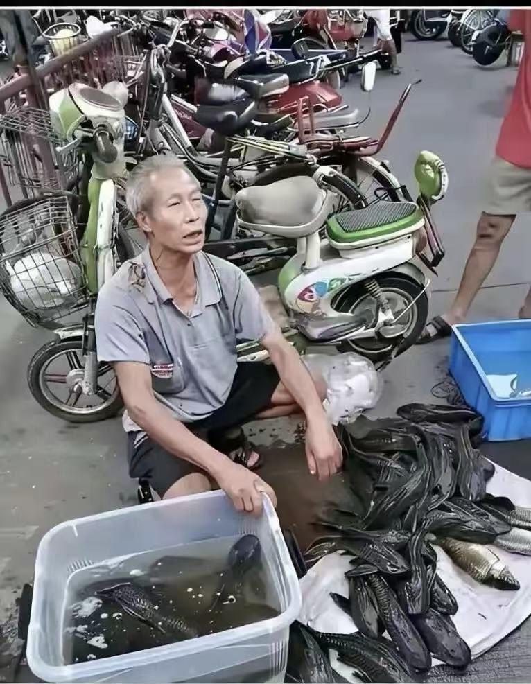 市场中一老人摊贩正在售卖一堆堆深色细长的清道夫鱼，这些鱼有的装在容器里，有的铺在