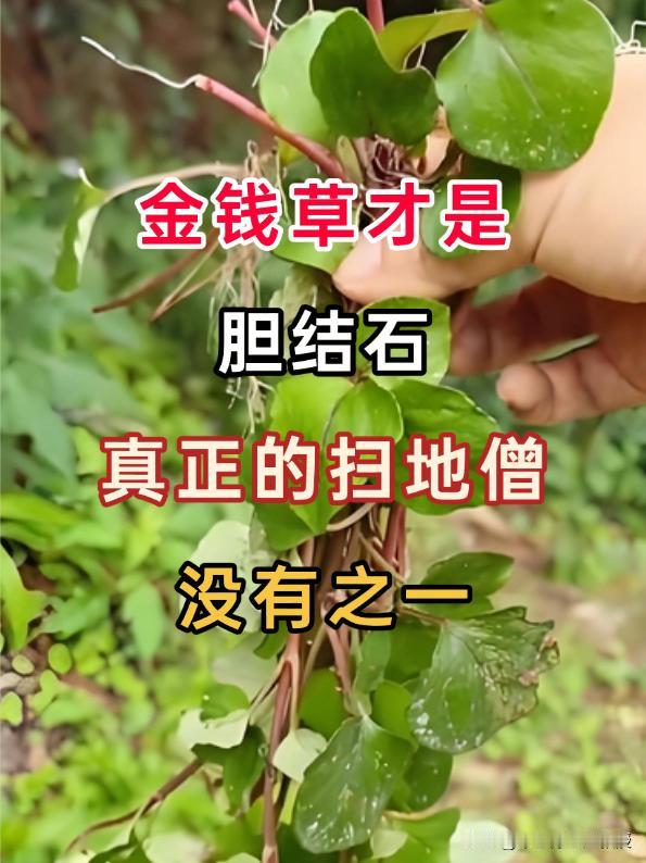 当我用一方精心调配的中药成功治愈了一位患者多年的胆结石后，我内心五味杂陈，猛然意
