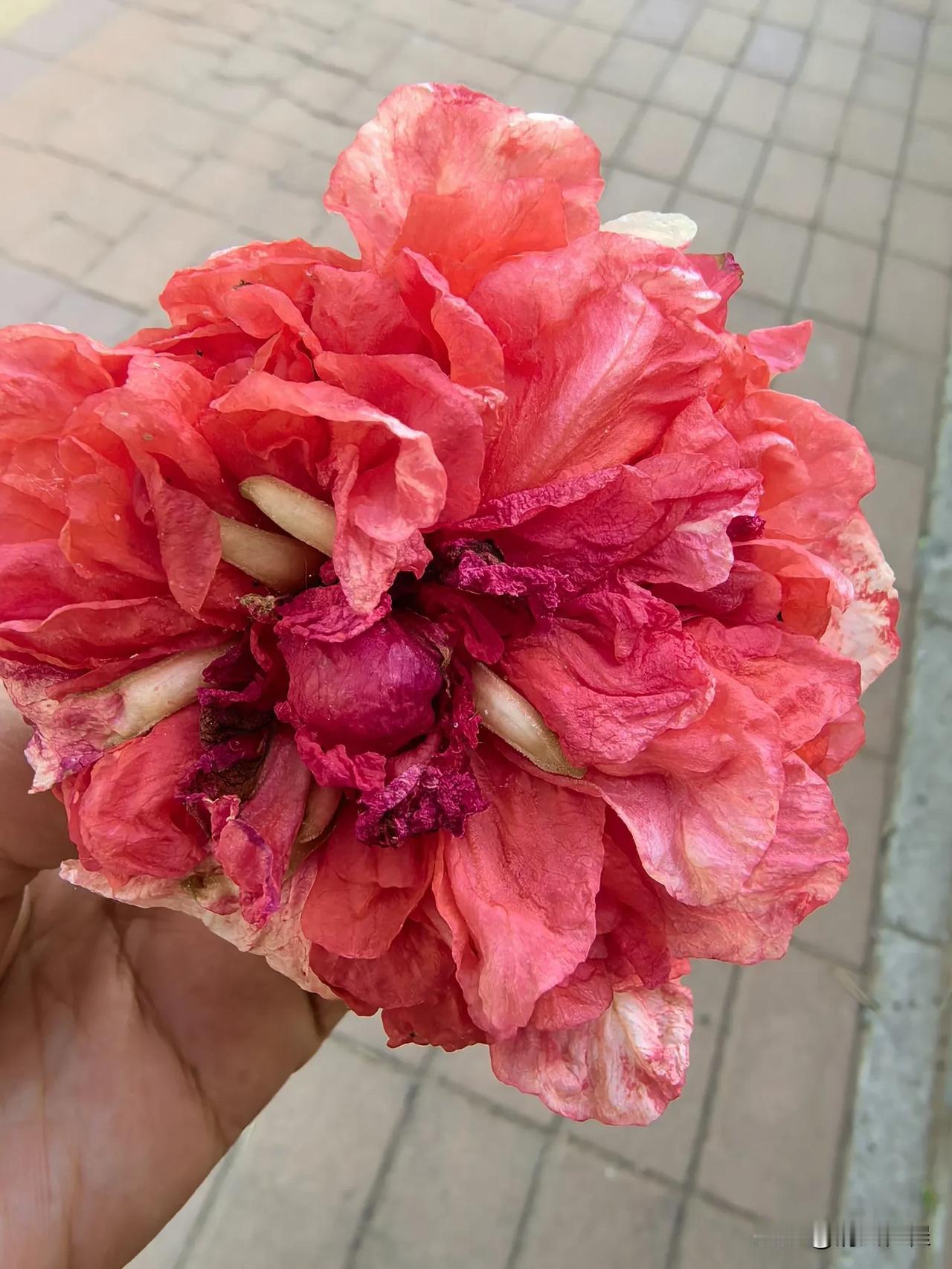 不管不顾婆婆的二儿子是不打算管婆婆公公的事儿了。好说歹说，今儿两口子带着
