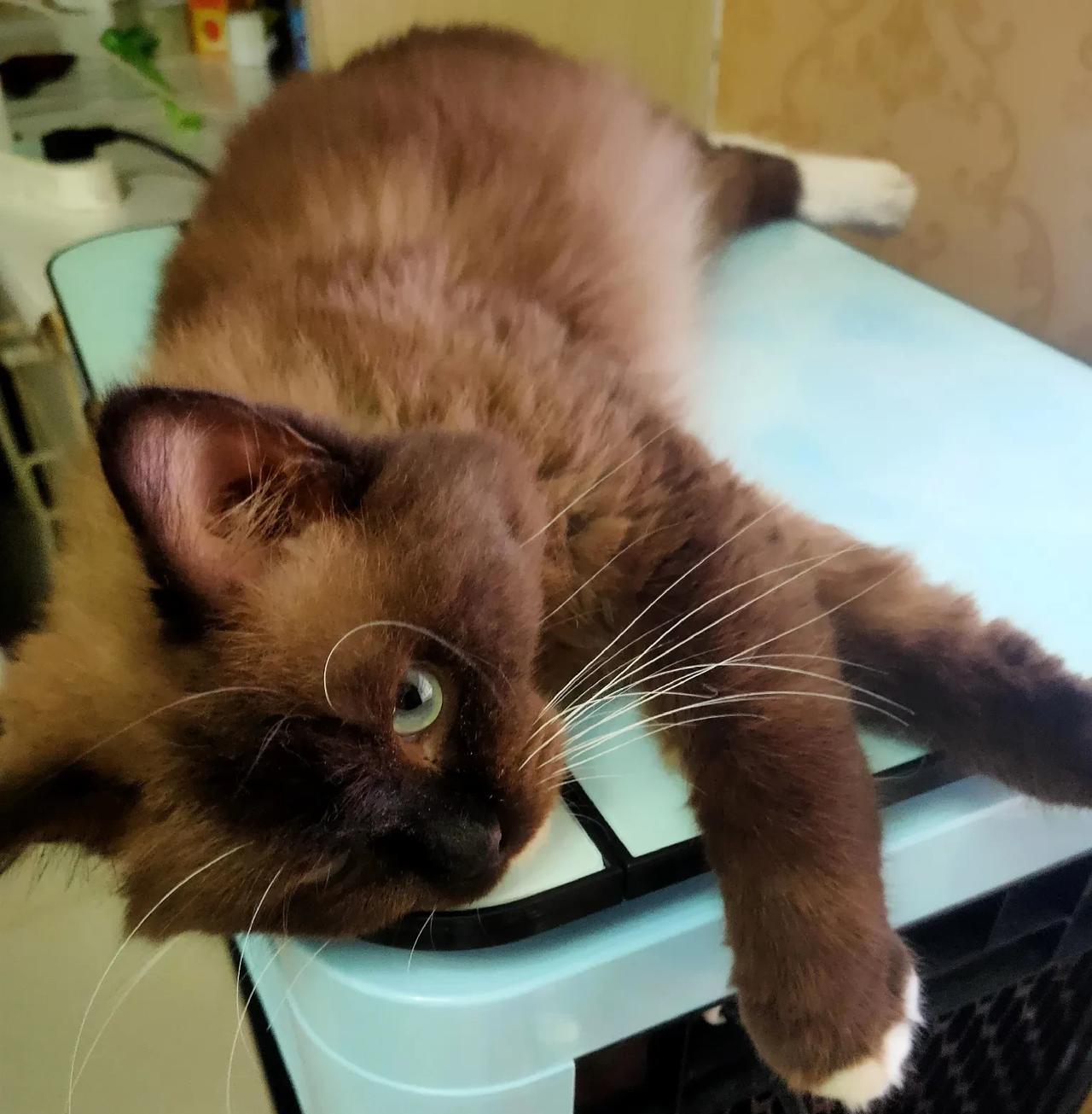猫警长这段时间也懒了，每天好吃好喝供着，遇到段时间的高温天气，它也开始躺平了。