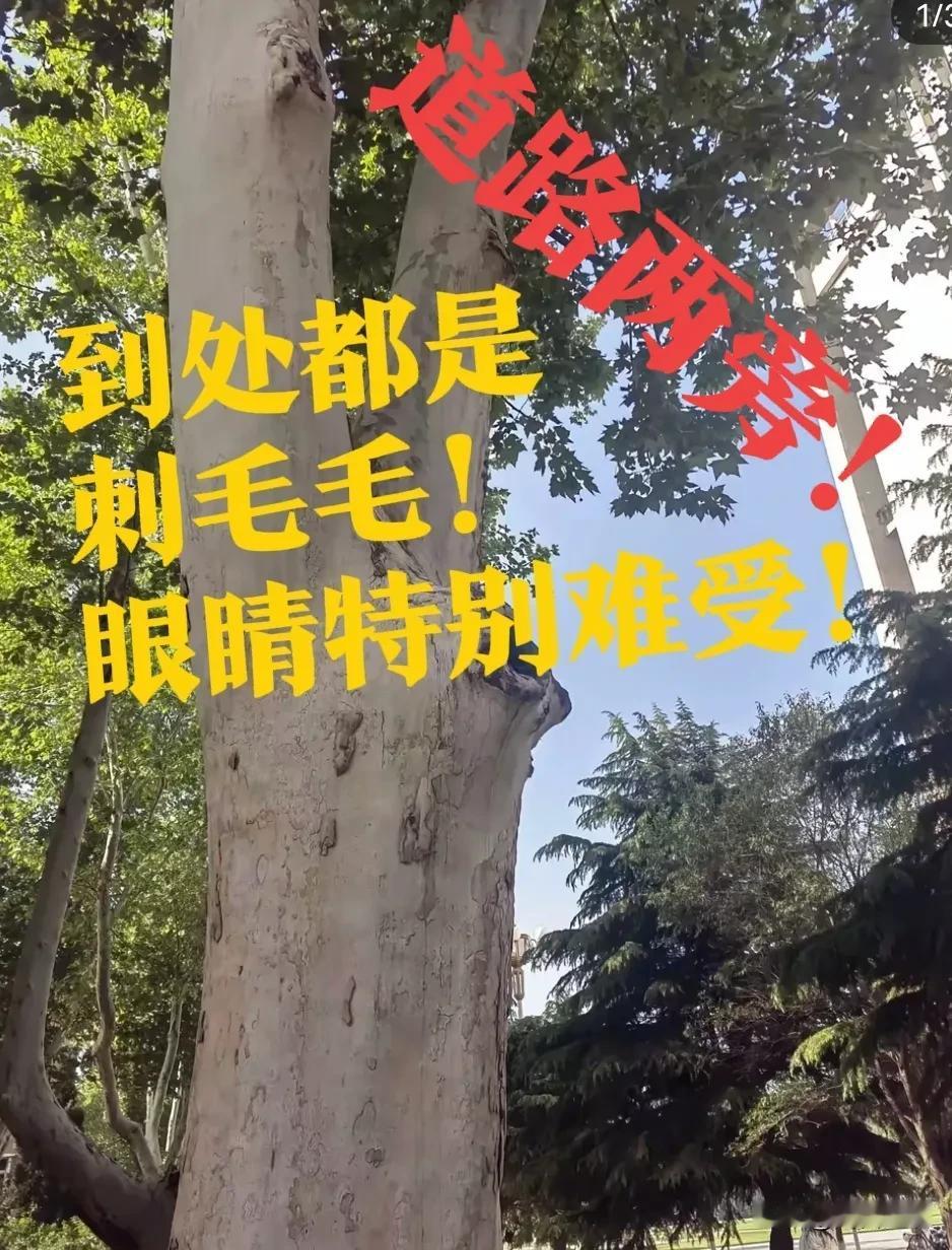 【刺毛毛，“祸首”】石家庄这个是法国梧桐吧？一到季节就飘飞絮，这对过敏的人来说可