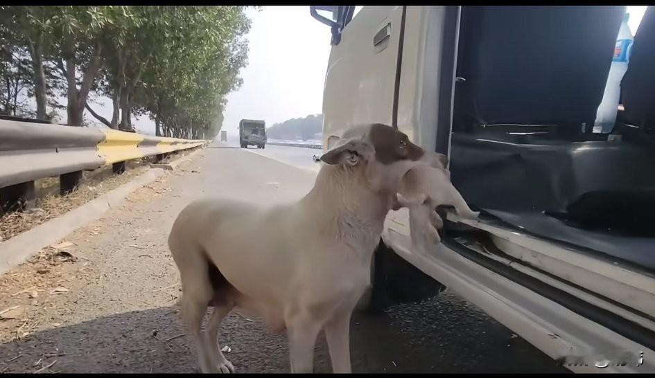 泪目了！这天一位小哥哥开车去送货，当他送完回来的时候，觉得有些累就把车停在了一条