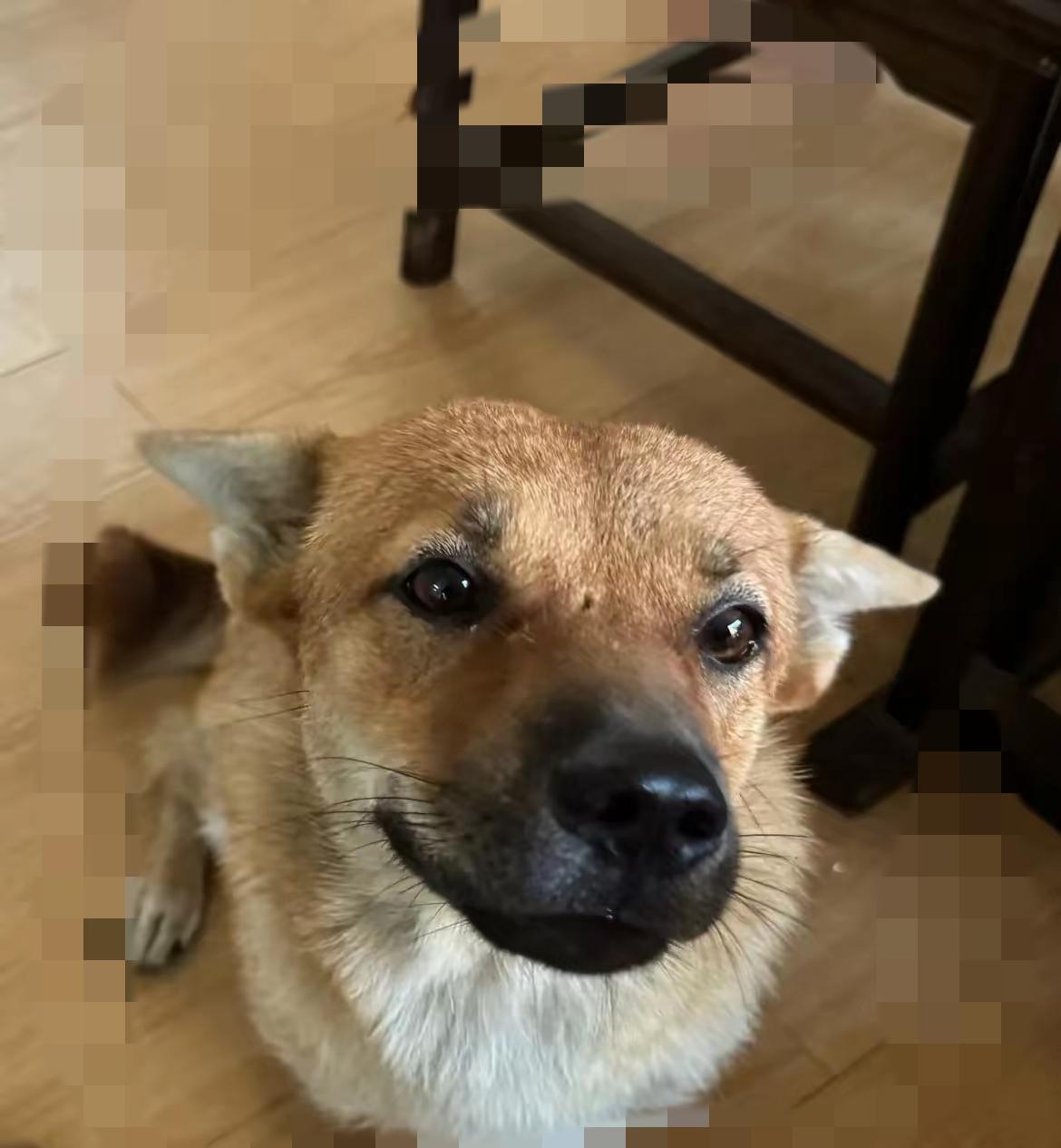 看完直接破防！有些狗狗，真的是用一生在报恩真的被这只叫阿黄的土狗狠狠感动到