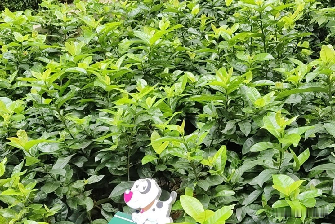 他在四月的时候拍了一个视频说一位男星四十四岁，死在了跑步机上，他自己说这个事情绝