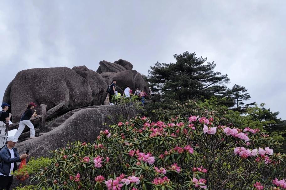 五月的黄山在高山杜鹃花🌸🌸🌸🌸的加持下，别有一番风韵呢！
