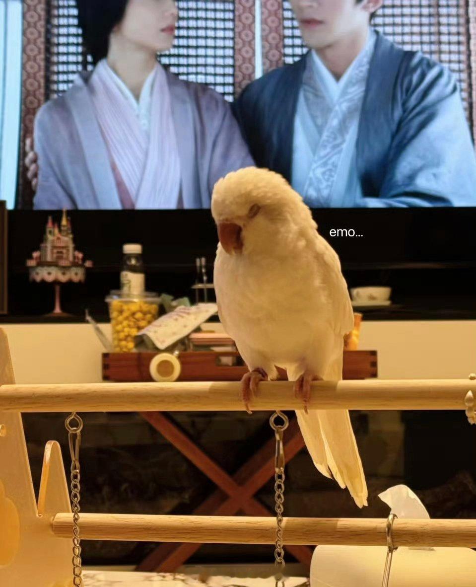 赵露思今天的营业，萌萌的在刷《星汉灿烂》！