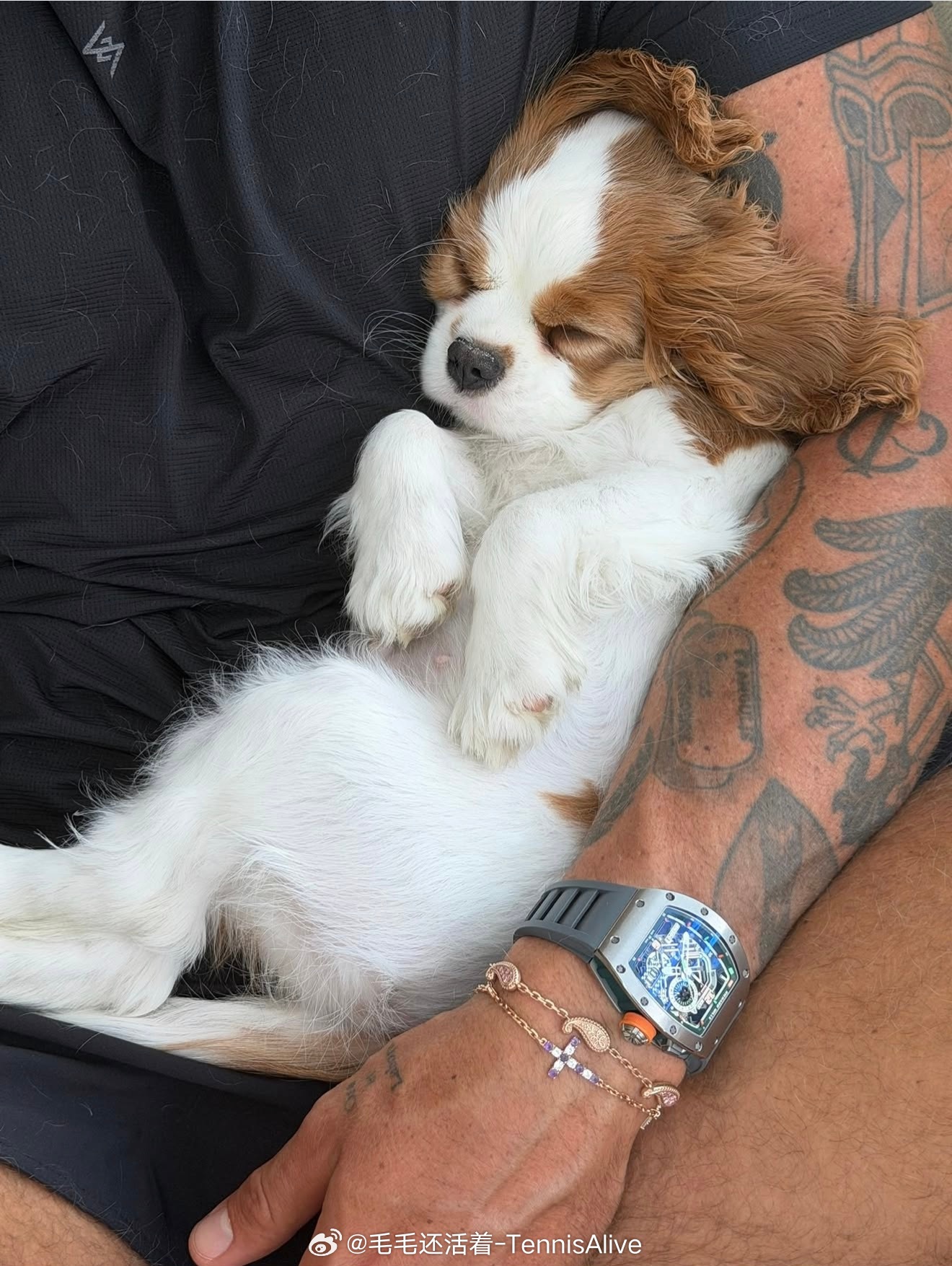 【萨巴伦卡公开团队新成员：四脚兽】一只很可爱的狗狗。