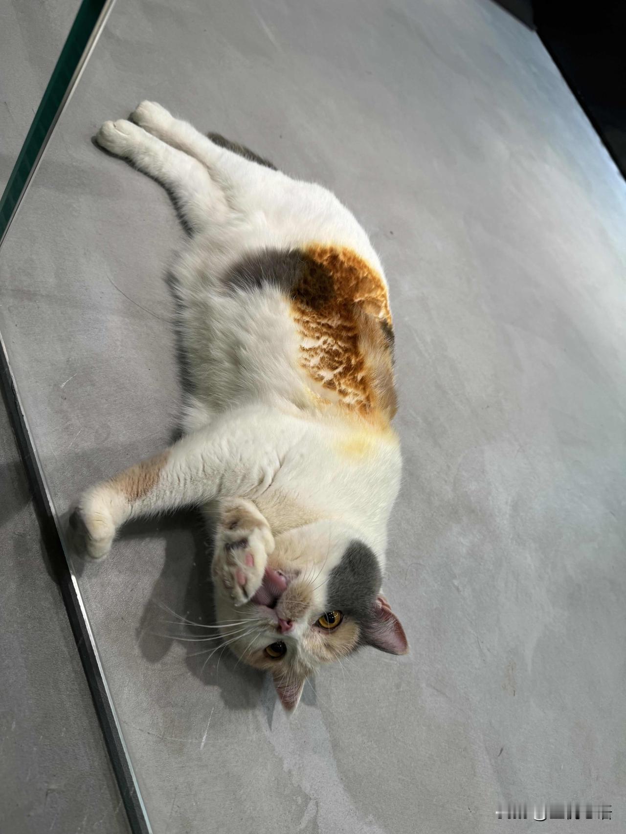 隔壁公司的双面焦猫咪看着就很甜[笑着哭]“焦糖小猫”也太萌了！谁不羡慕能带猫上