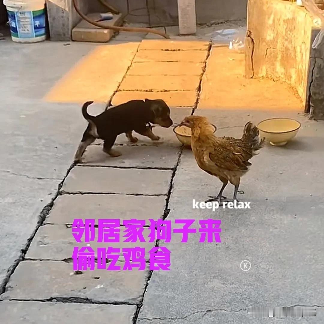 邻居家前几天在网上，买了一只中华田园犬，典型的四眼铁包金。我家也养了三只狗，虽然