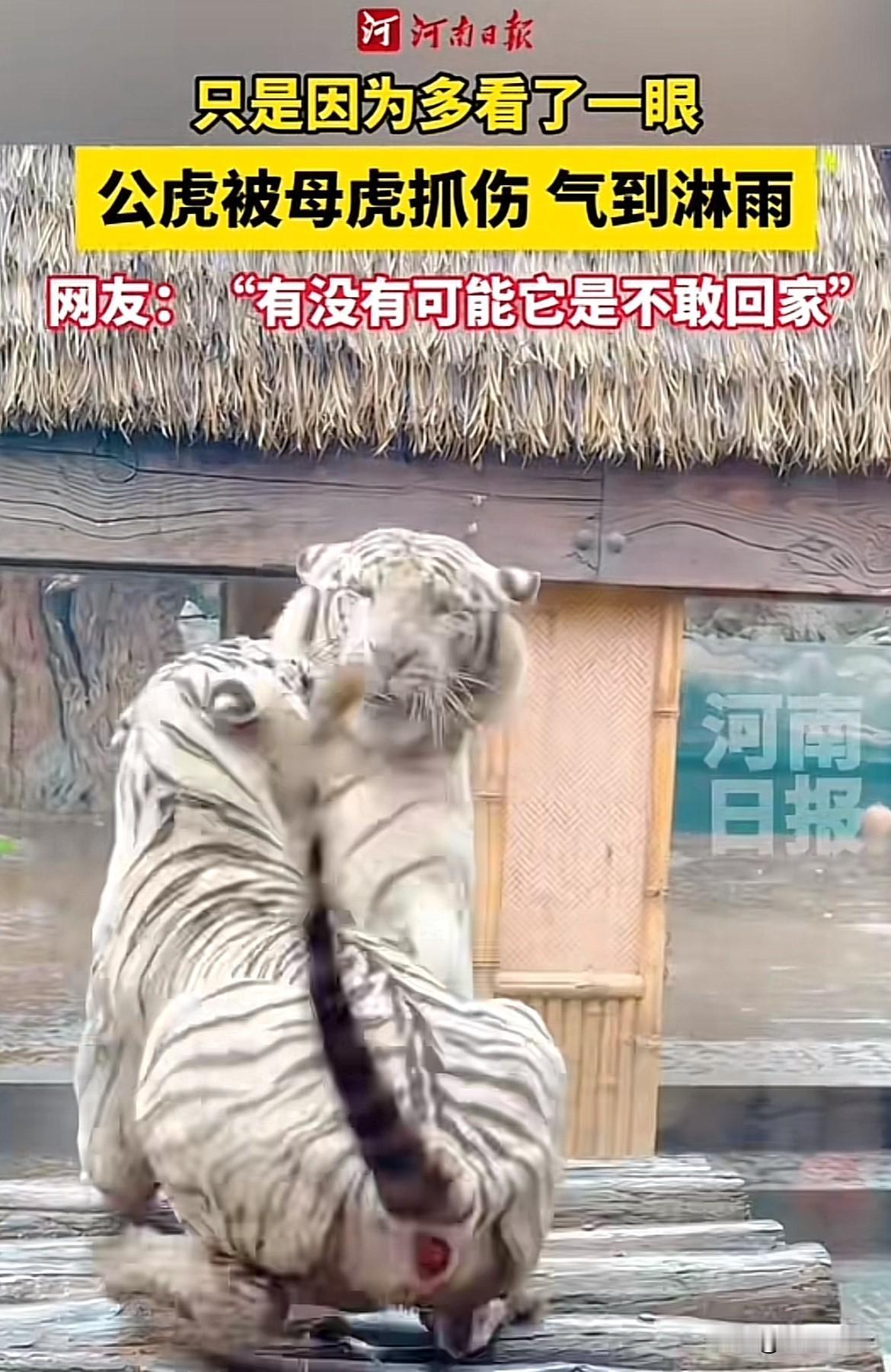 郑州公虎被母虎抓伤后淋雨生闷气，网友：这委屈感咋这么像人类？河南郑州一景区的