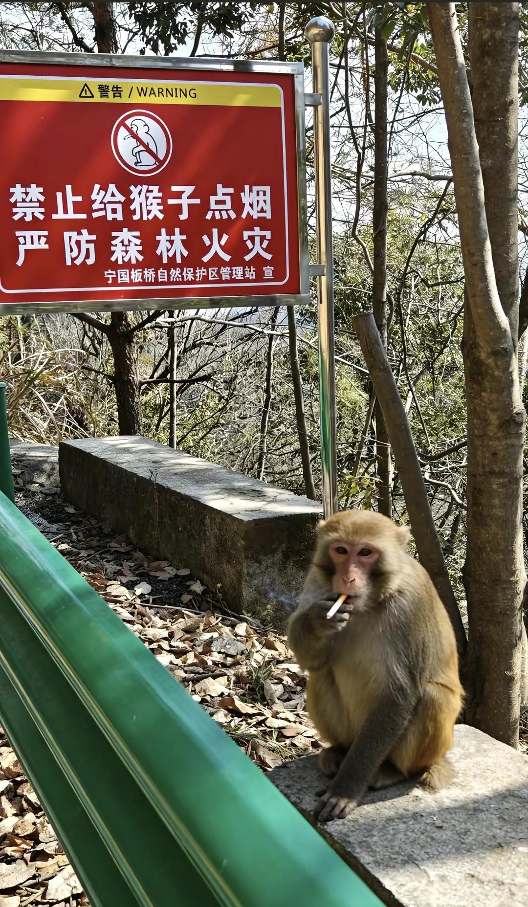 禁止给猴子点烟，严防森林火灾！落款是宁国板桥自然保护区管理站，既然保护区会贴