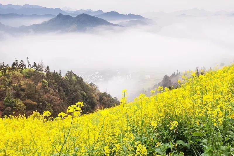 父母在，兄弟姐妹是一家，父母去，或许兄弟姐妹连邻居也不如，你信吗？这家兄妹五
