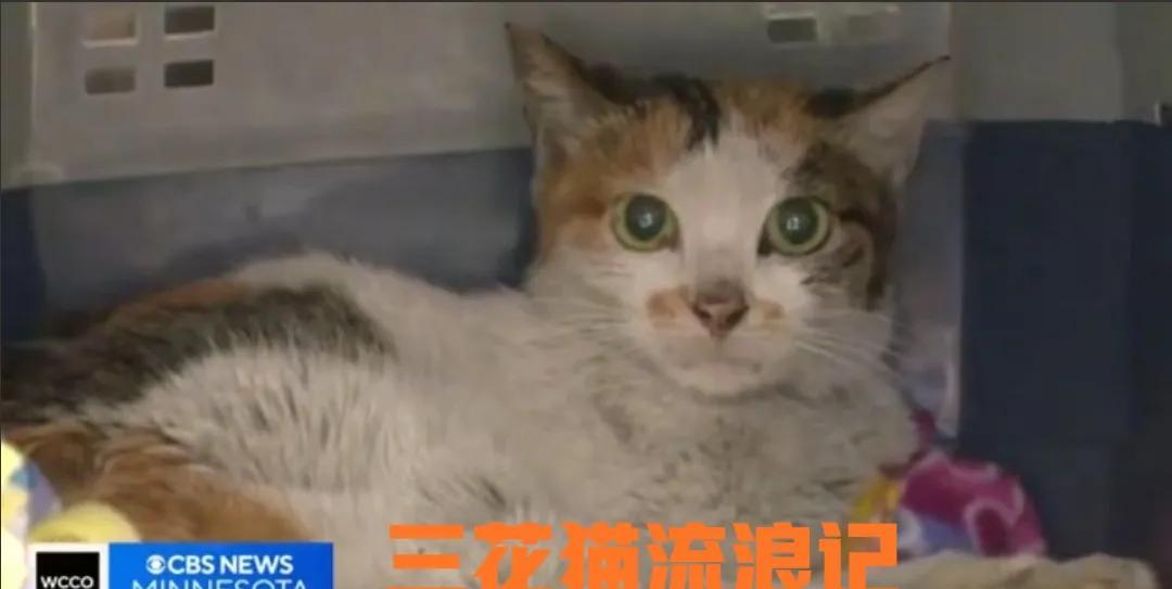 你们听说过那只从中国远渡重洋到美国的流浪猫吗？真是惊险又感人！这只中国的三花猫，