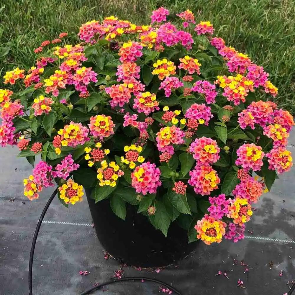 五色梅今春到嘉兴植物园踏青，道旁一团团花球直晃人眼，单簇花上挤着