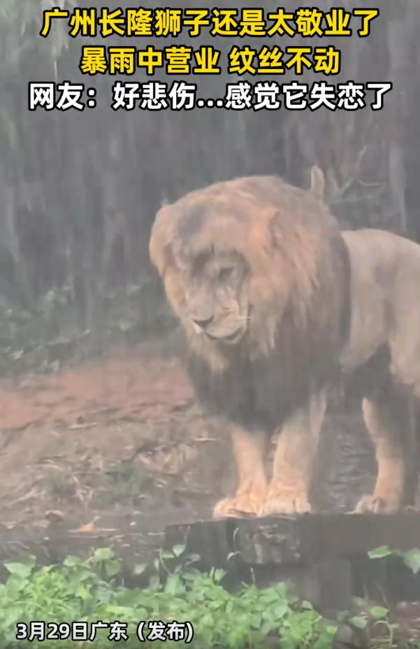 太敬业了！广东广州，女子冒着大雨去长隆玩，期间就看到狮子站在暴雨下面一动不动，那