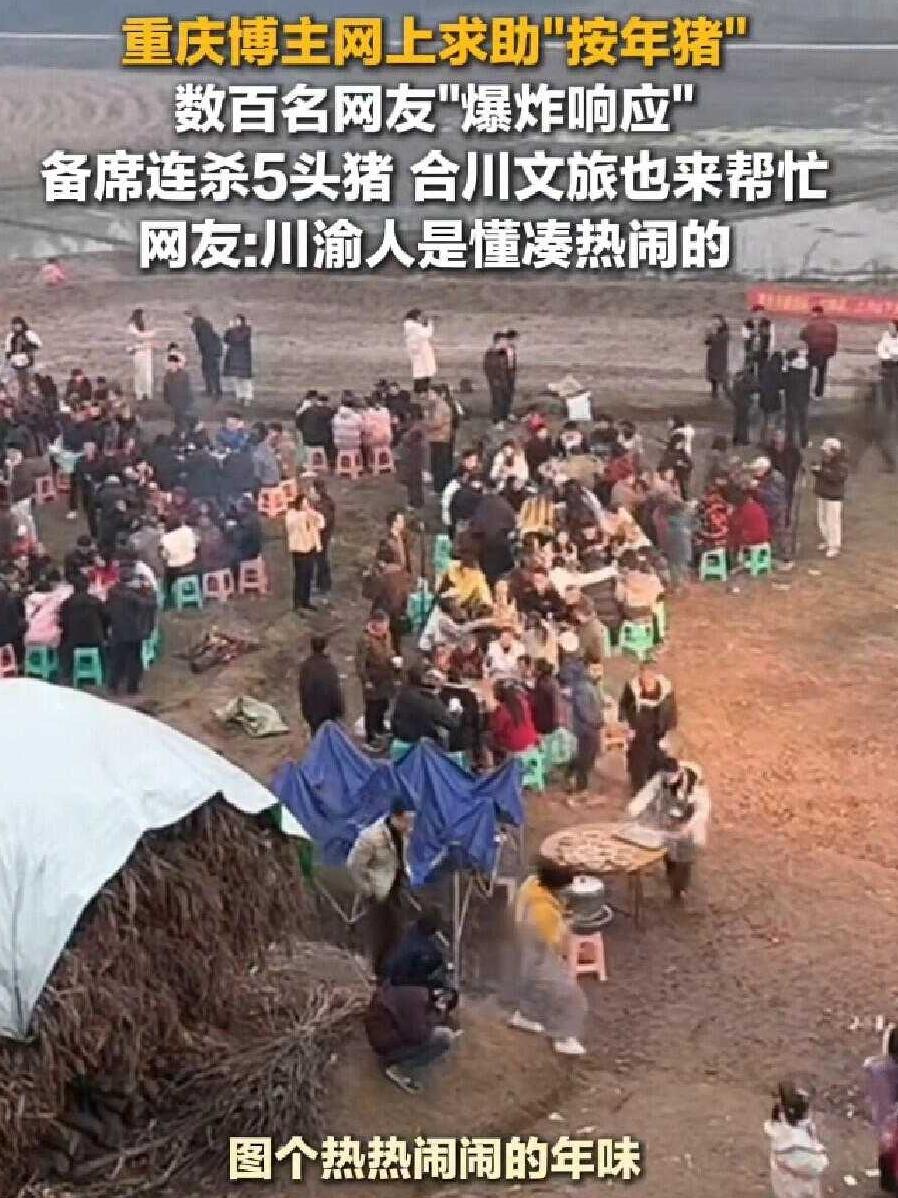 合川文旅流量承接，也太敏锐了。一句求助杀年猪的玩笑话，让数百人奔赴庆福村。而凌