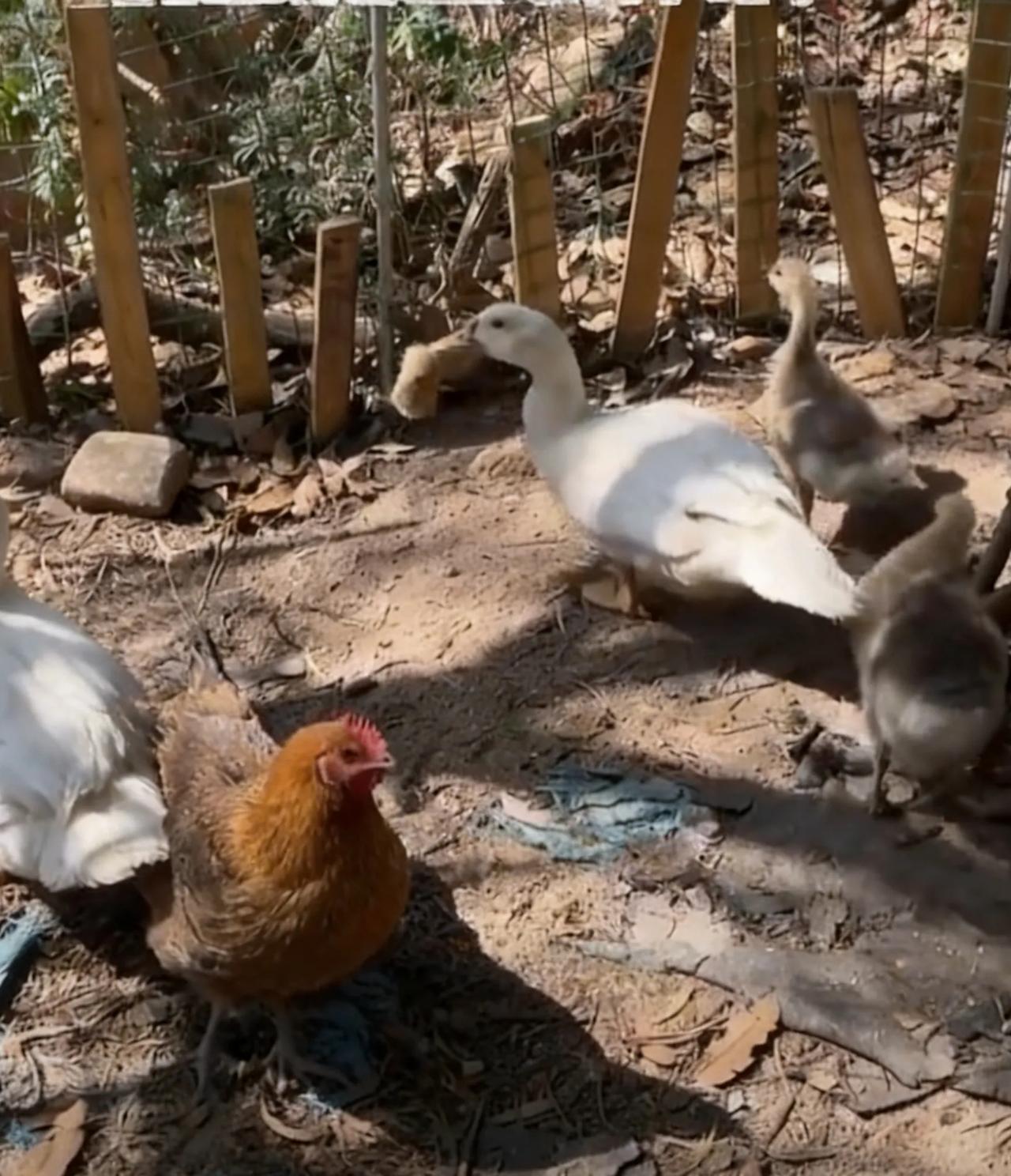 41只小鸡离奇消失，真凶不是黄鼠狼，竟是自家鸭子！奇了怪了！福建厦门养殖户郝